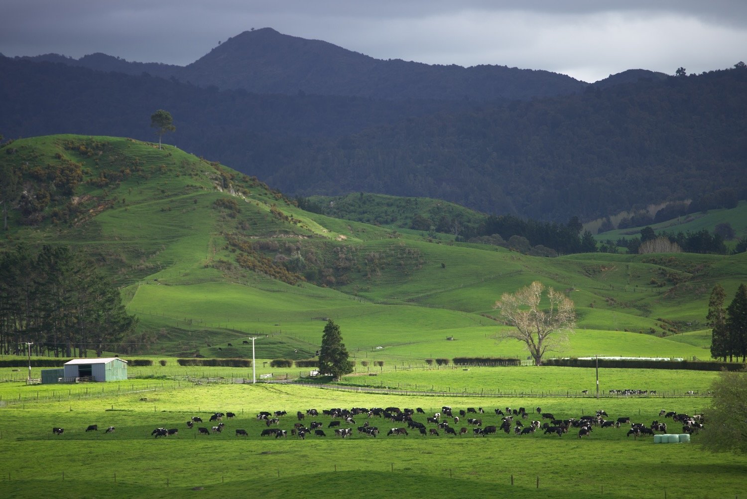 New Zealand farmland