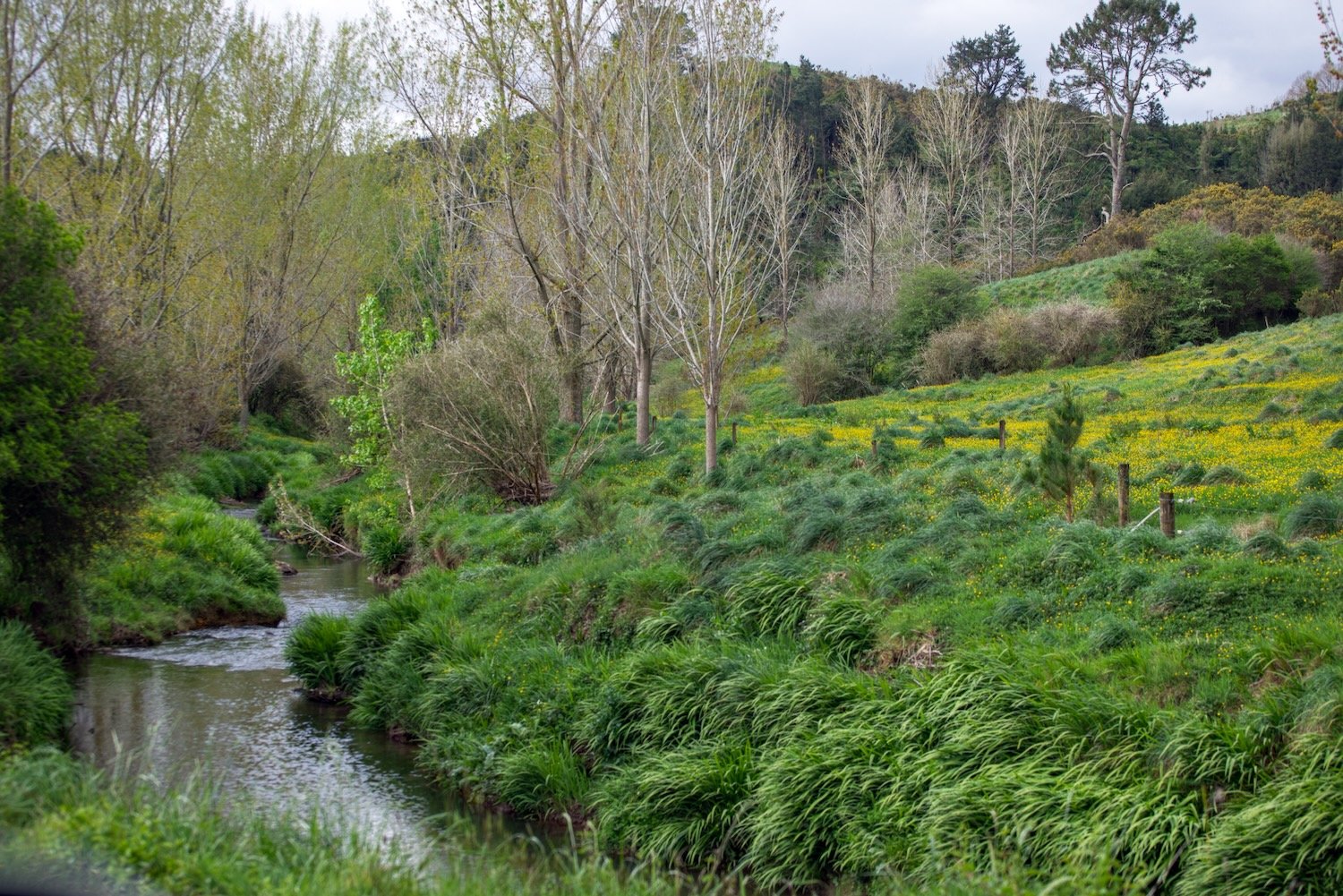 Creek with flowers