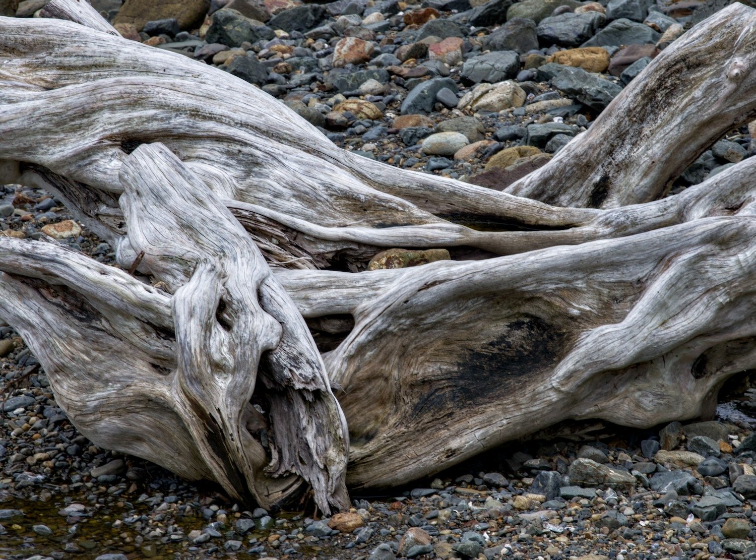 Driftwood, Coromandel Peninsula