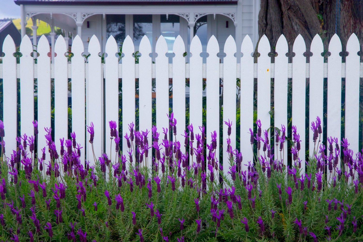 Fence and flowers