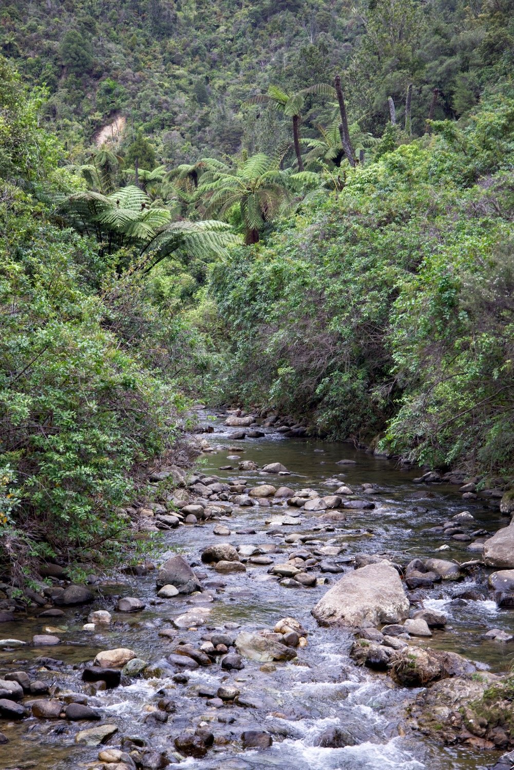 Stream with Native Vegetation