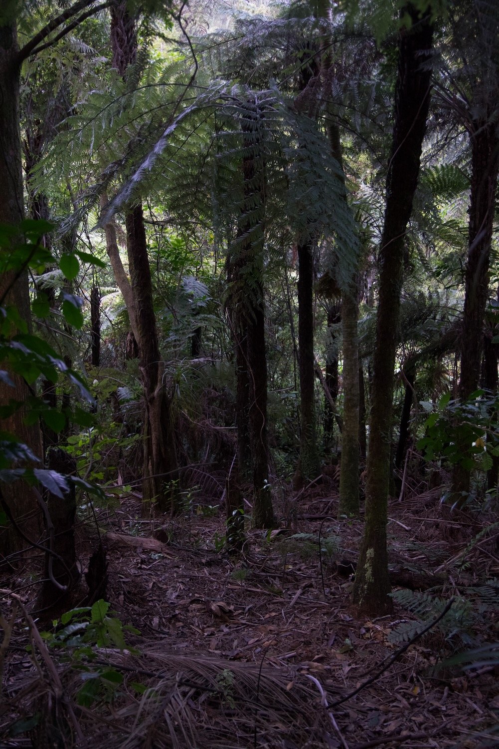 Hiking in thick forest