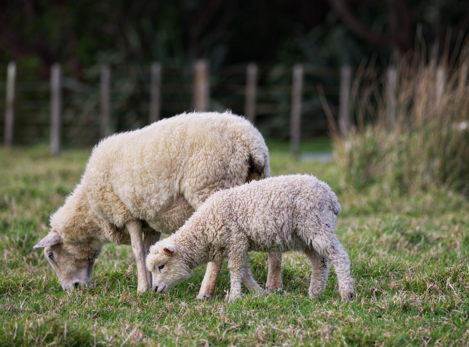 Ewe and Lamb