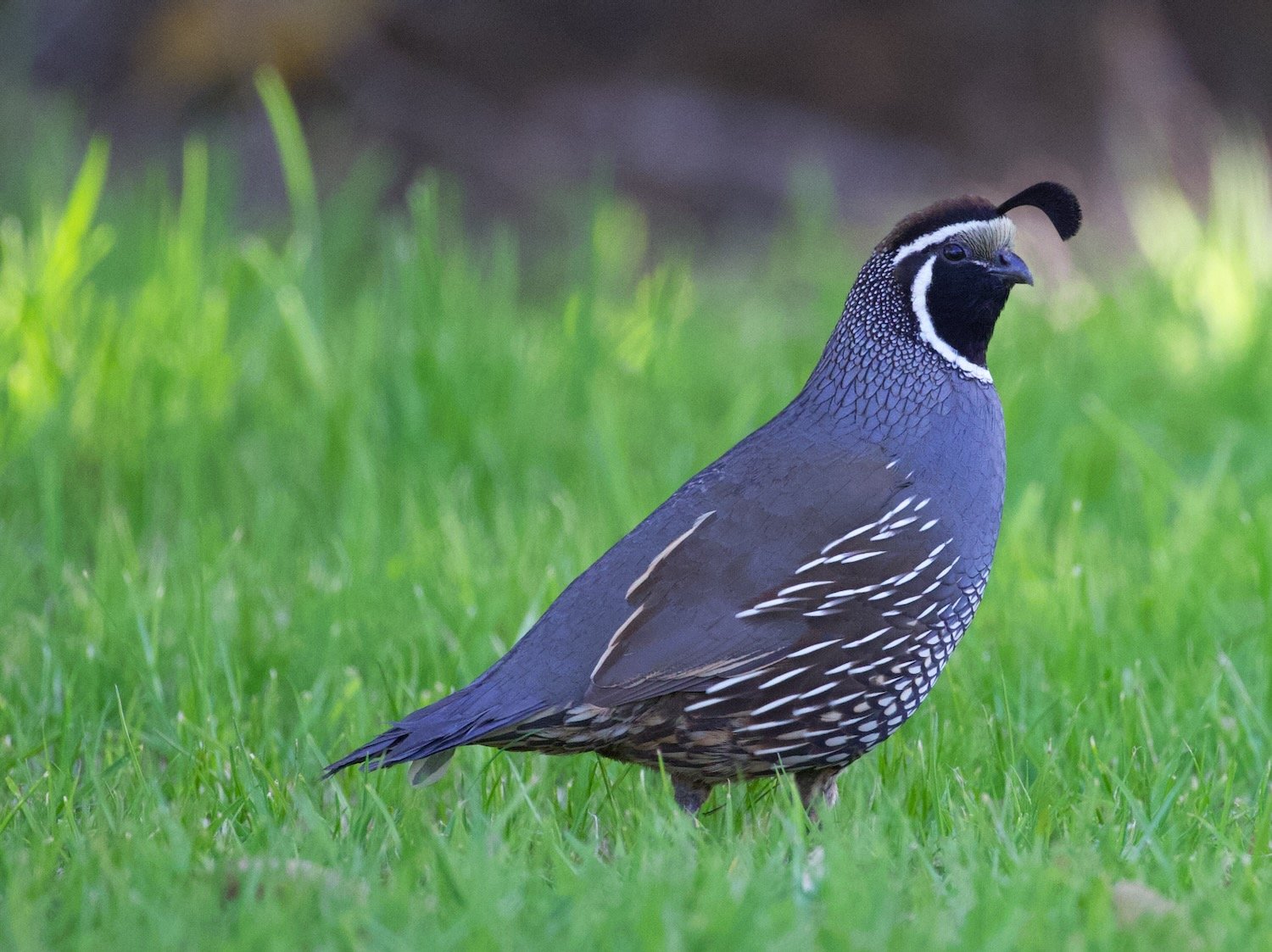 California quail in New Zealand