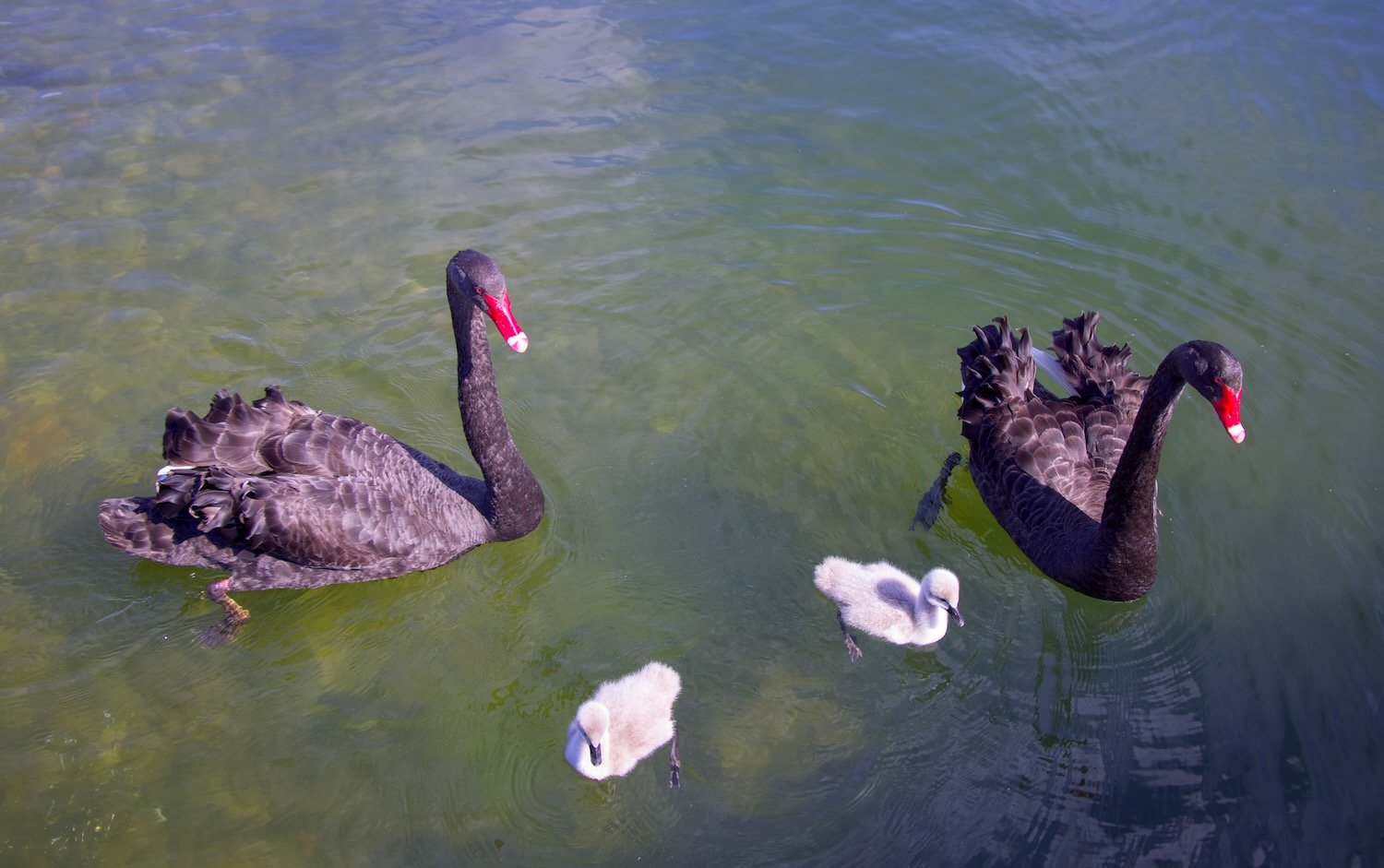 Black swans with babies