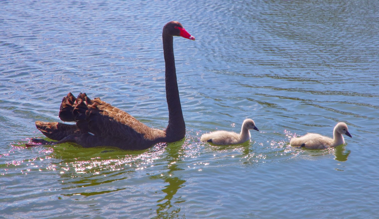 Black swan with babies 2