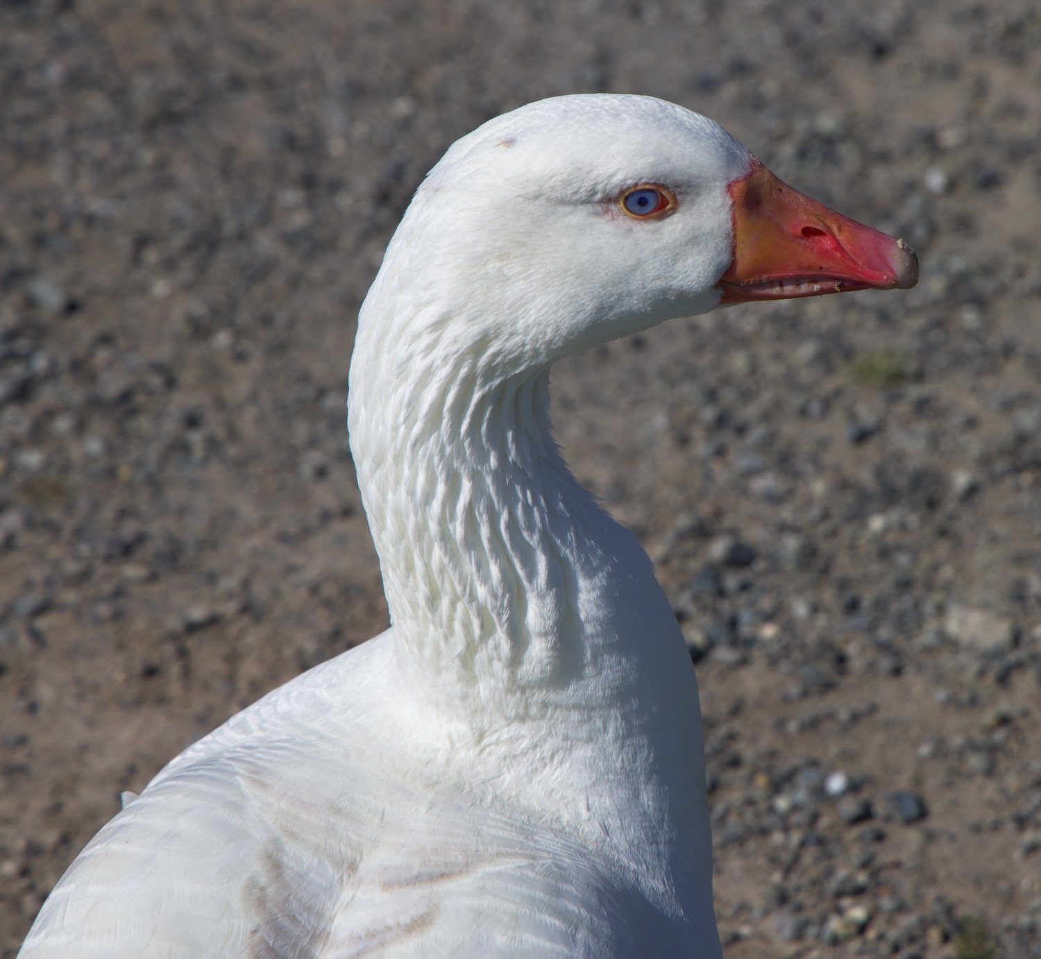 Goose