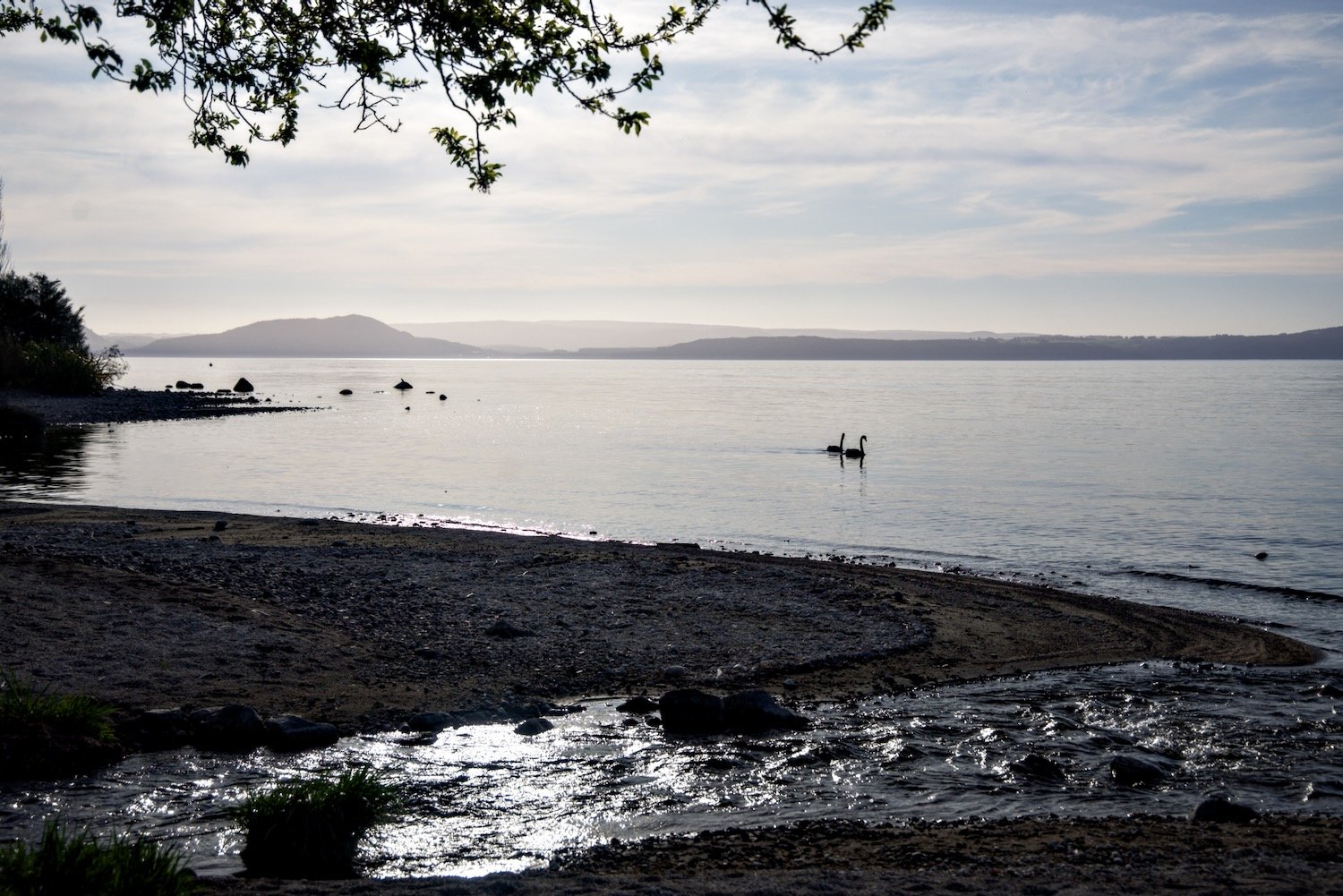 Black swans in Lake Taupo