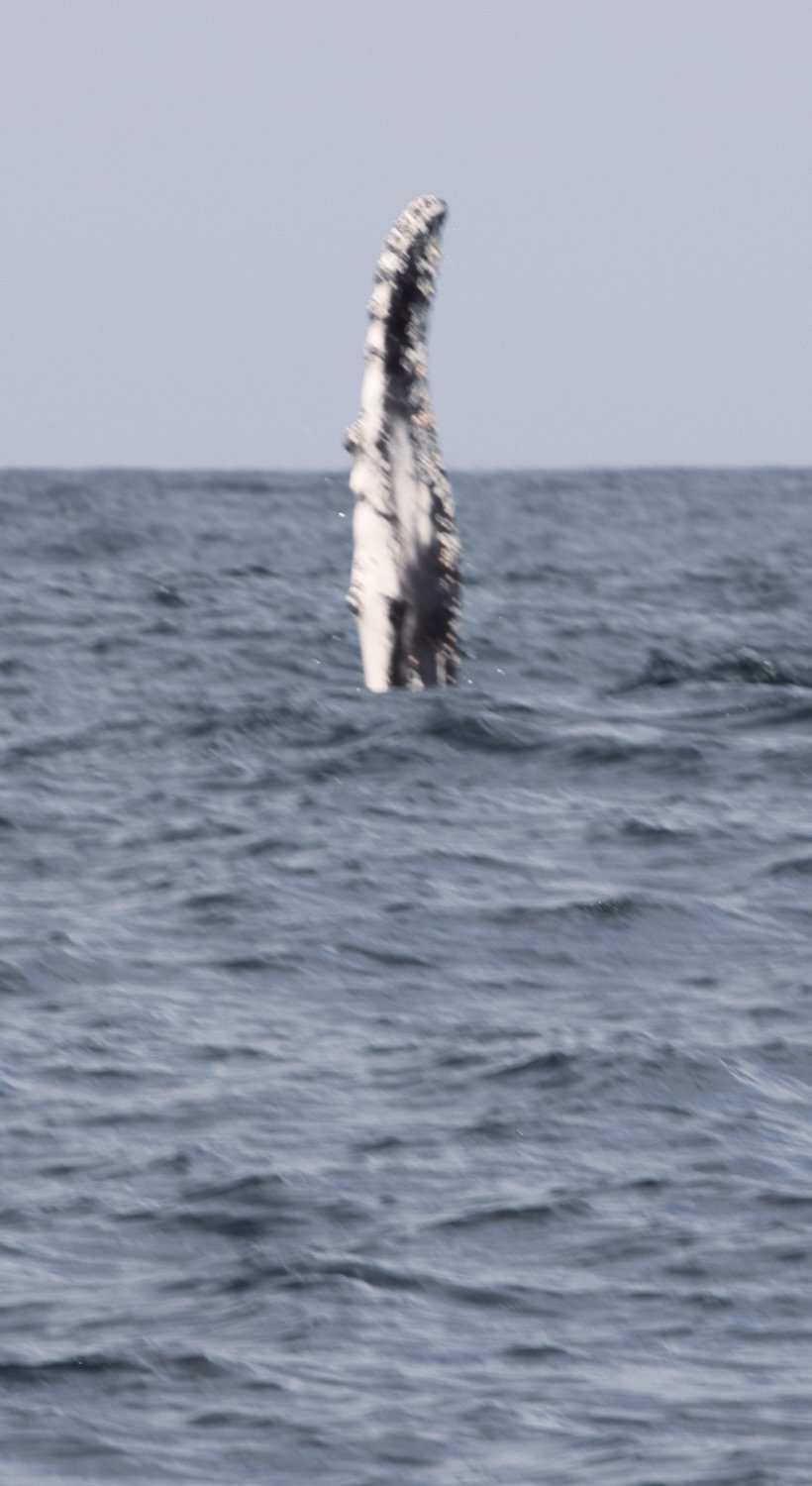 Humpback white fin.