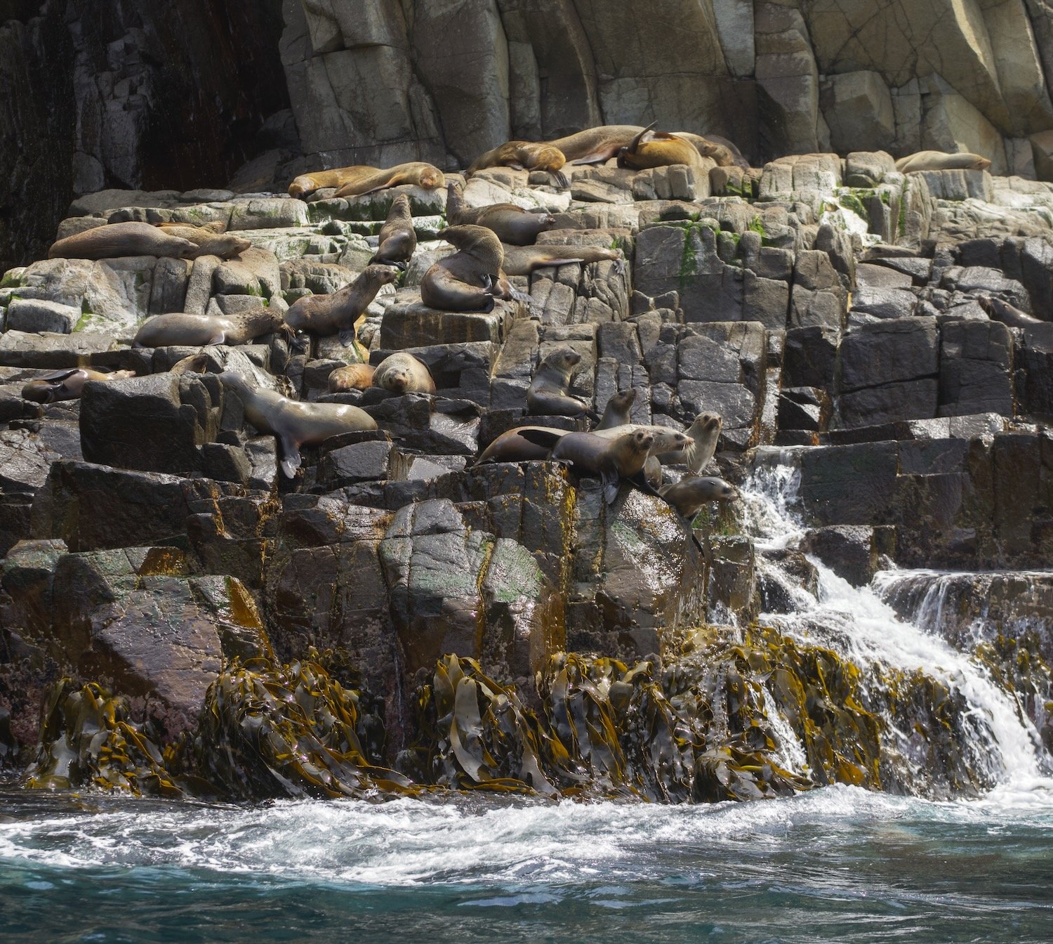 Australian fur seals