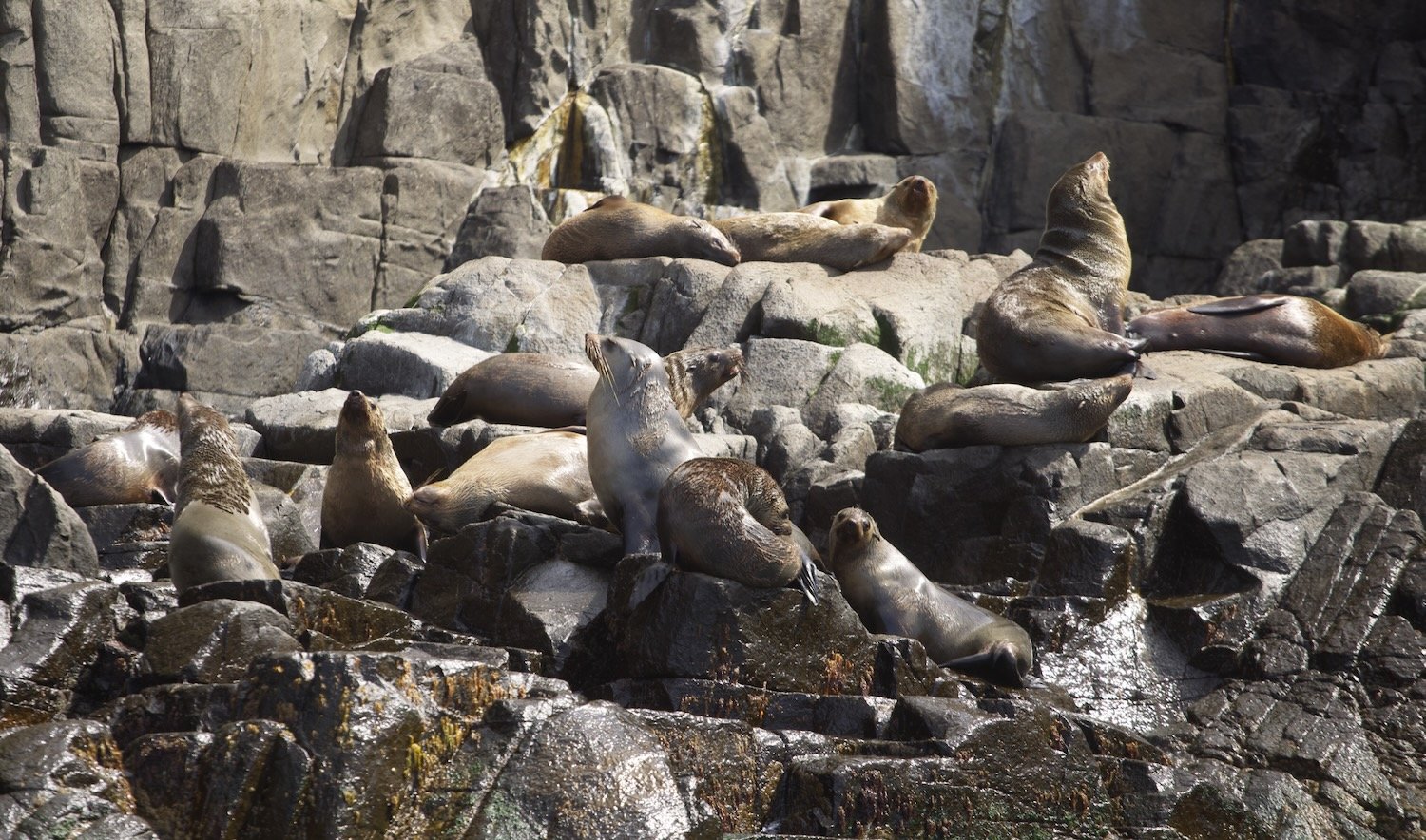 Australian fur seals 2