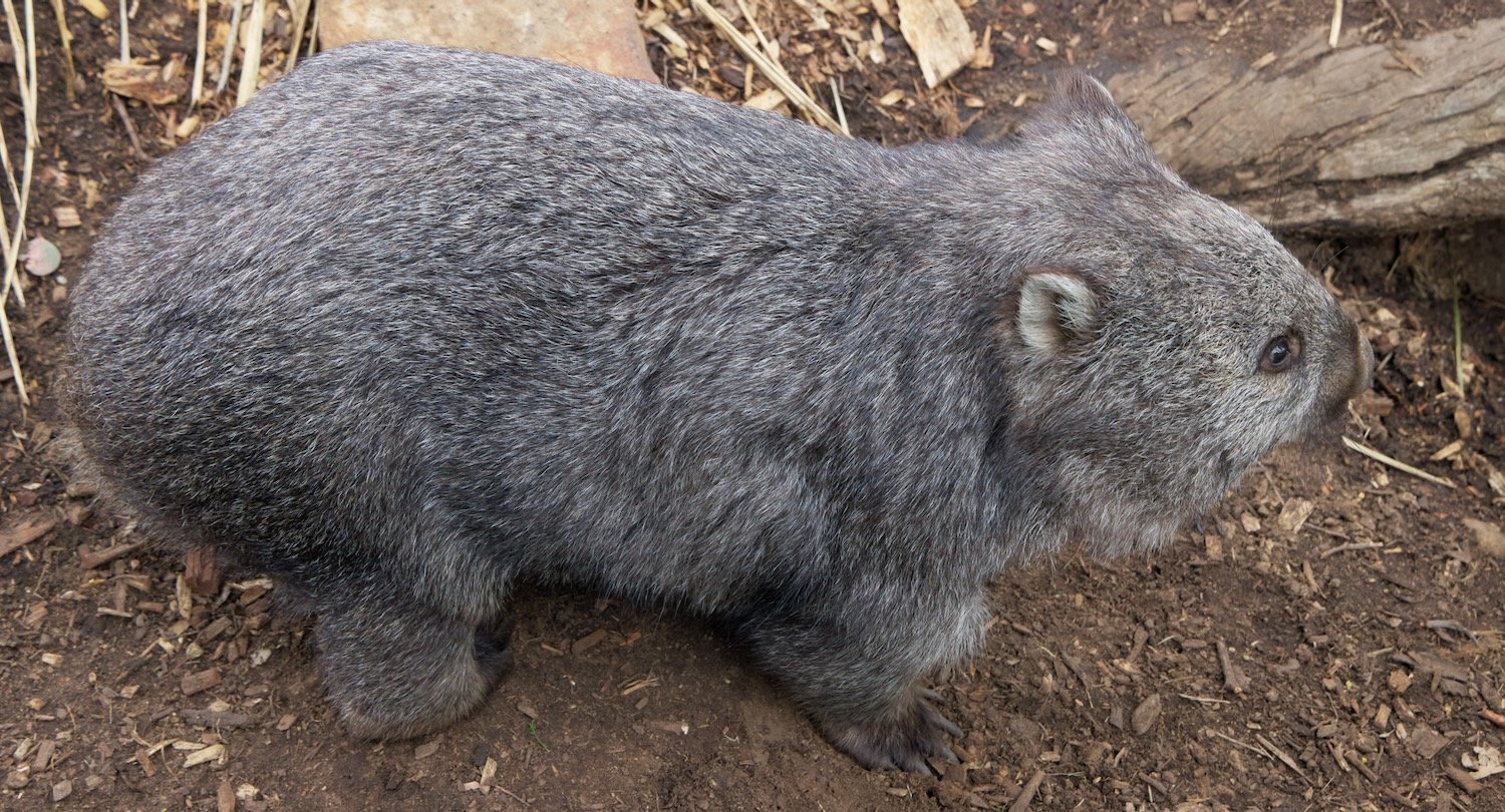 Wombat