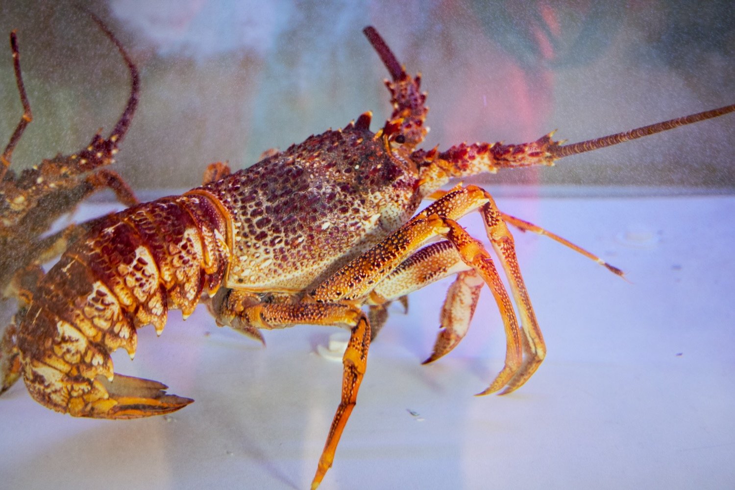 Lobster in a restaurant tank