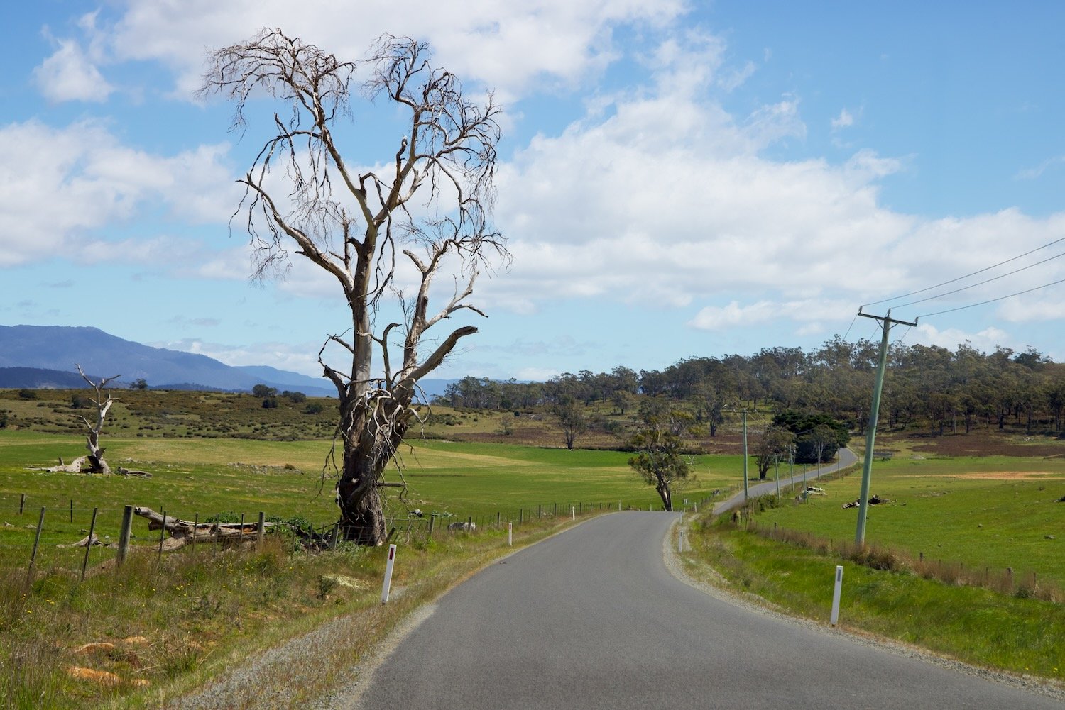 Typical Tassie road