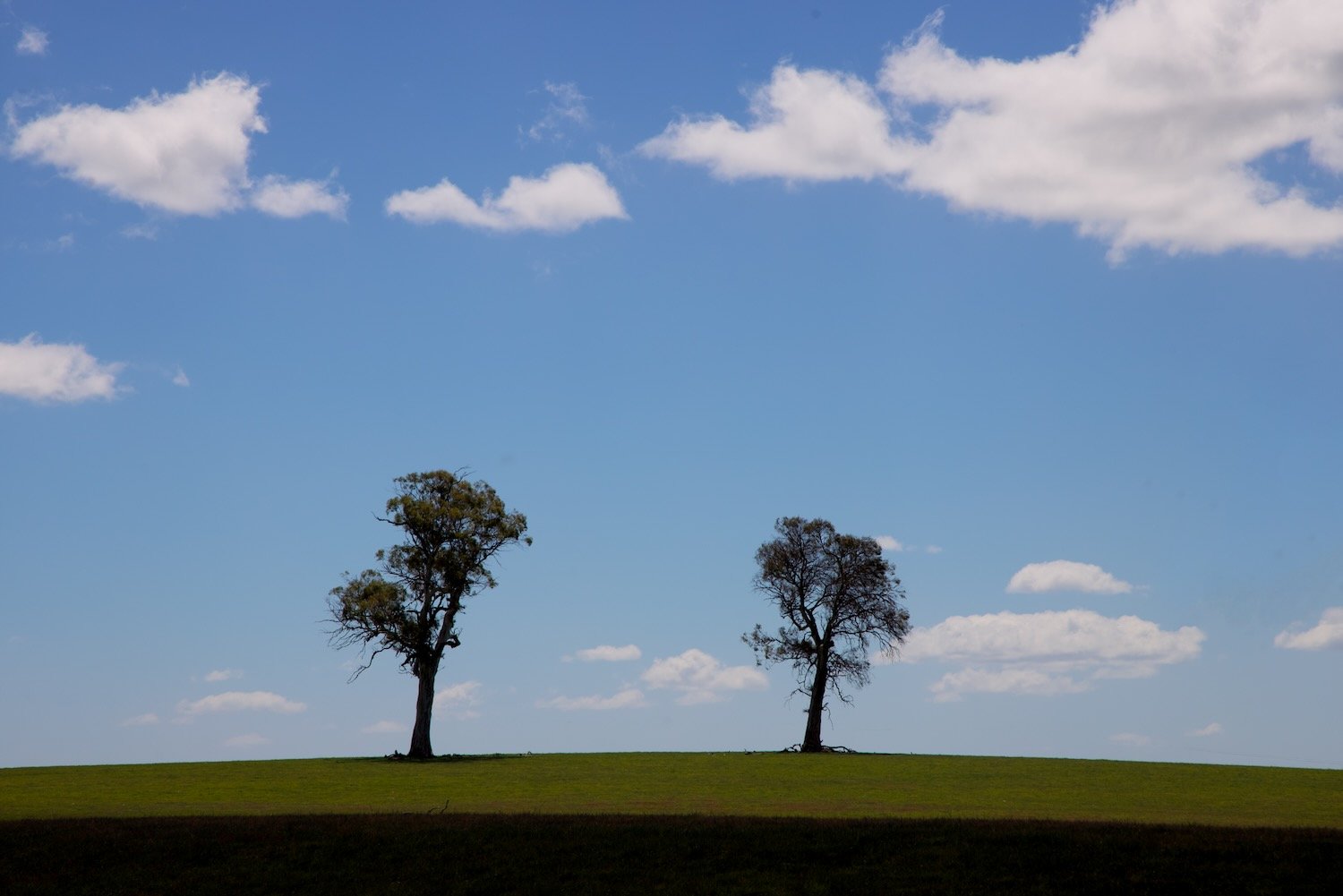 Duo: Trees and clouds