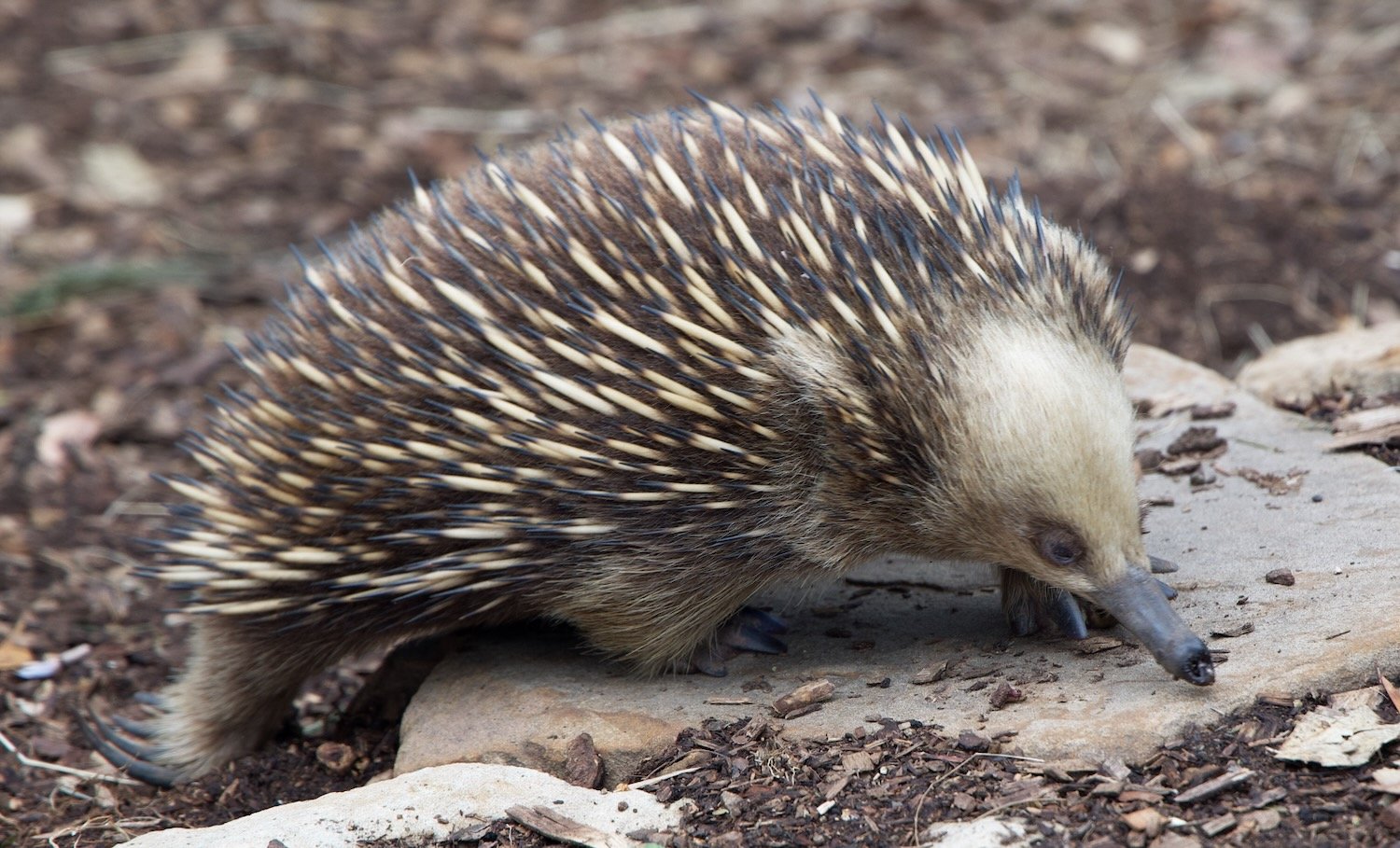 Echidnas. sometimes known as spiny anteaters, are quill-covered egg-laying mammals.