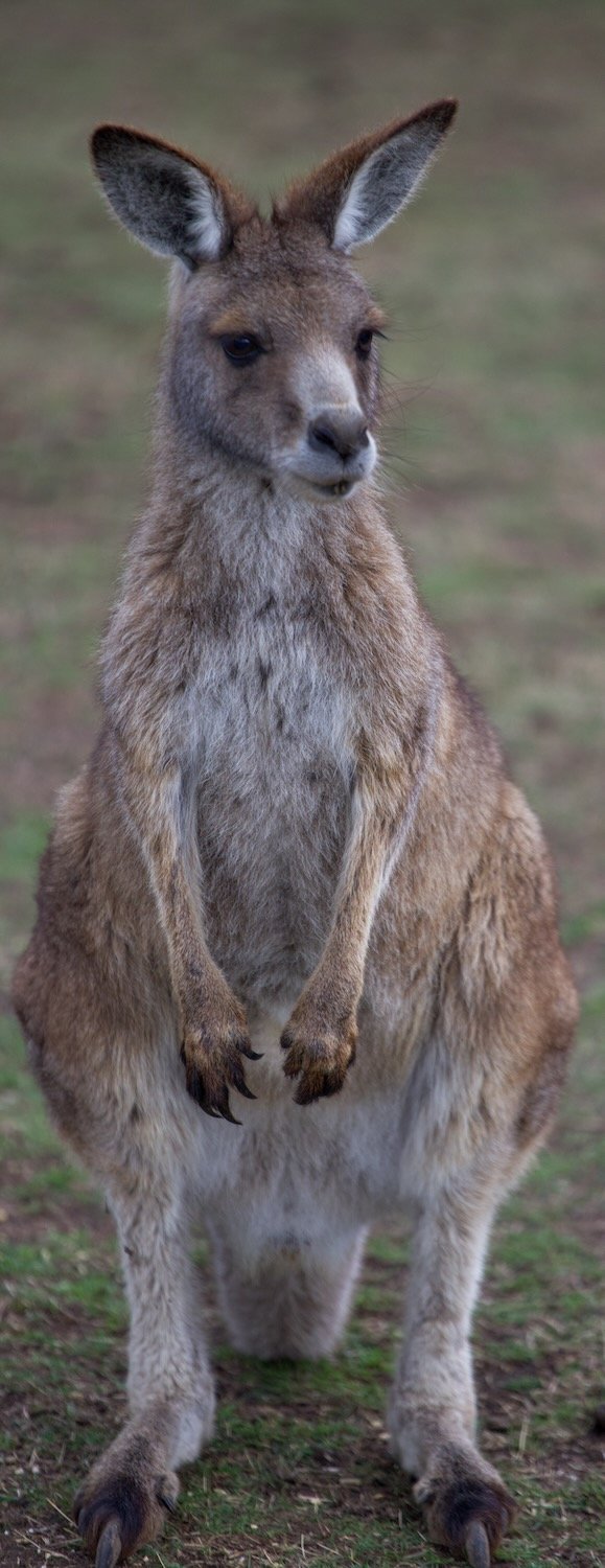 Kangaroo