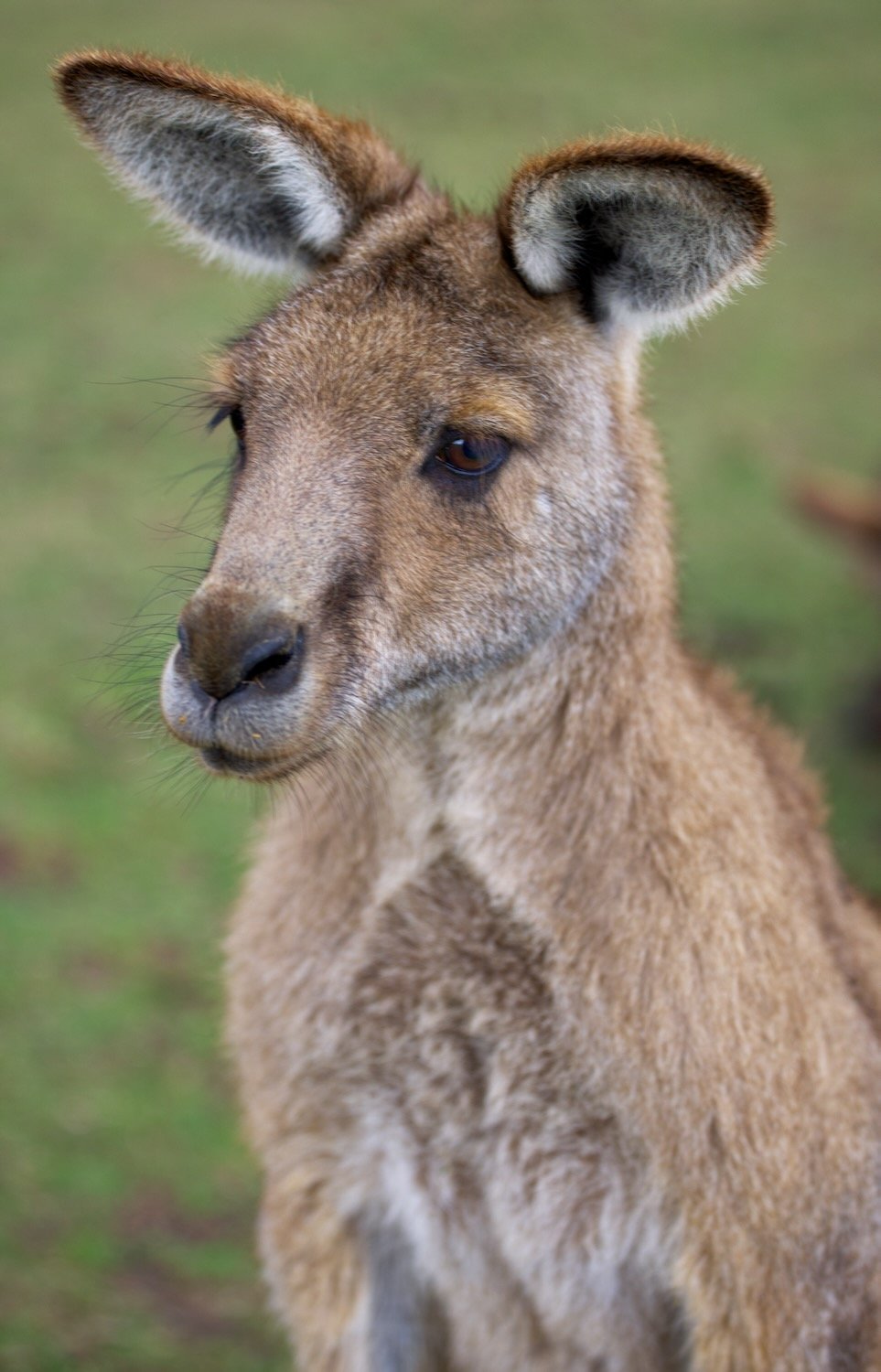 Kangaroo face