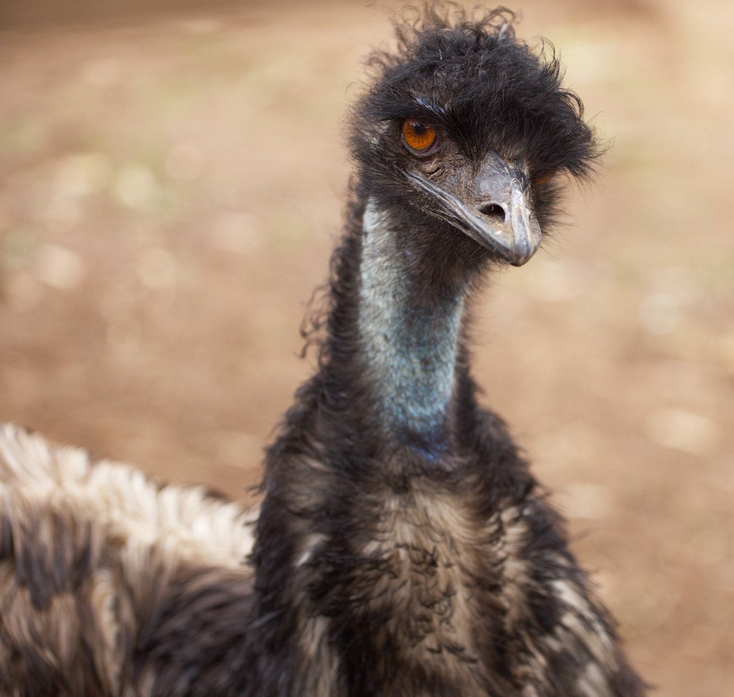 Emu face