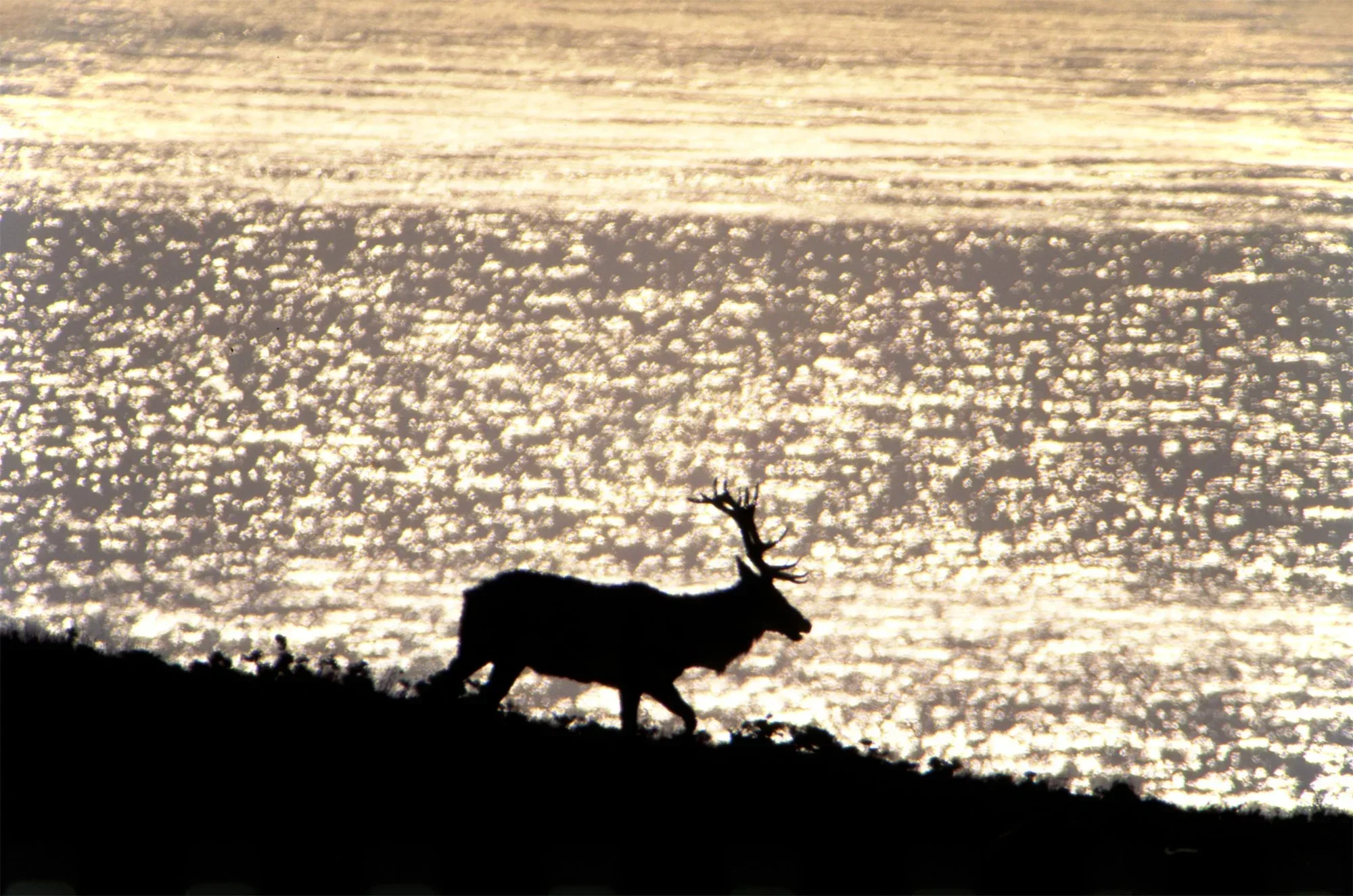 Elk+straight+scan.jpg.webp