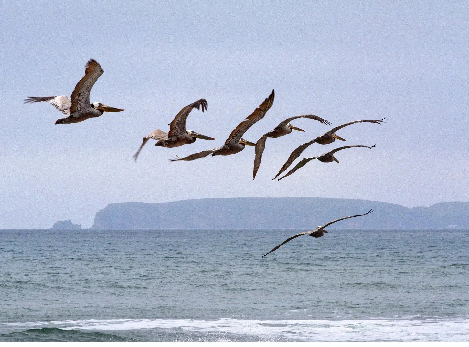 Pelicans+and+Chimney+Rock.cc.jpeg.webp