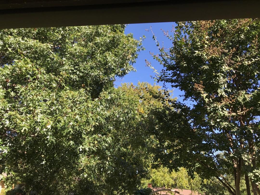 October 22 in Plano. A month into Fall and still no color here. Nice and green though.