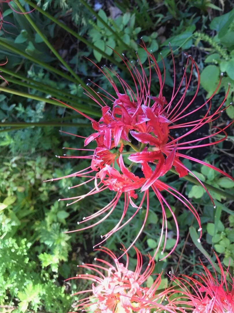 Licoris radiata, or Spider Lily or Naked Lady is brilliant at this time.