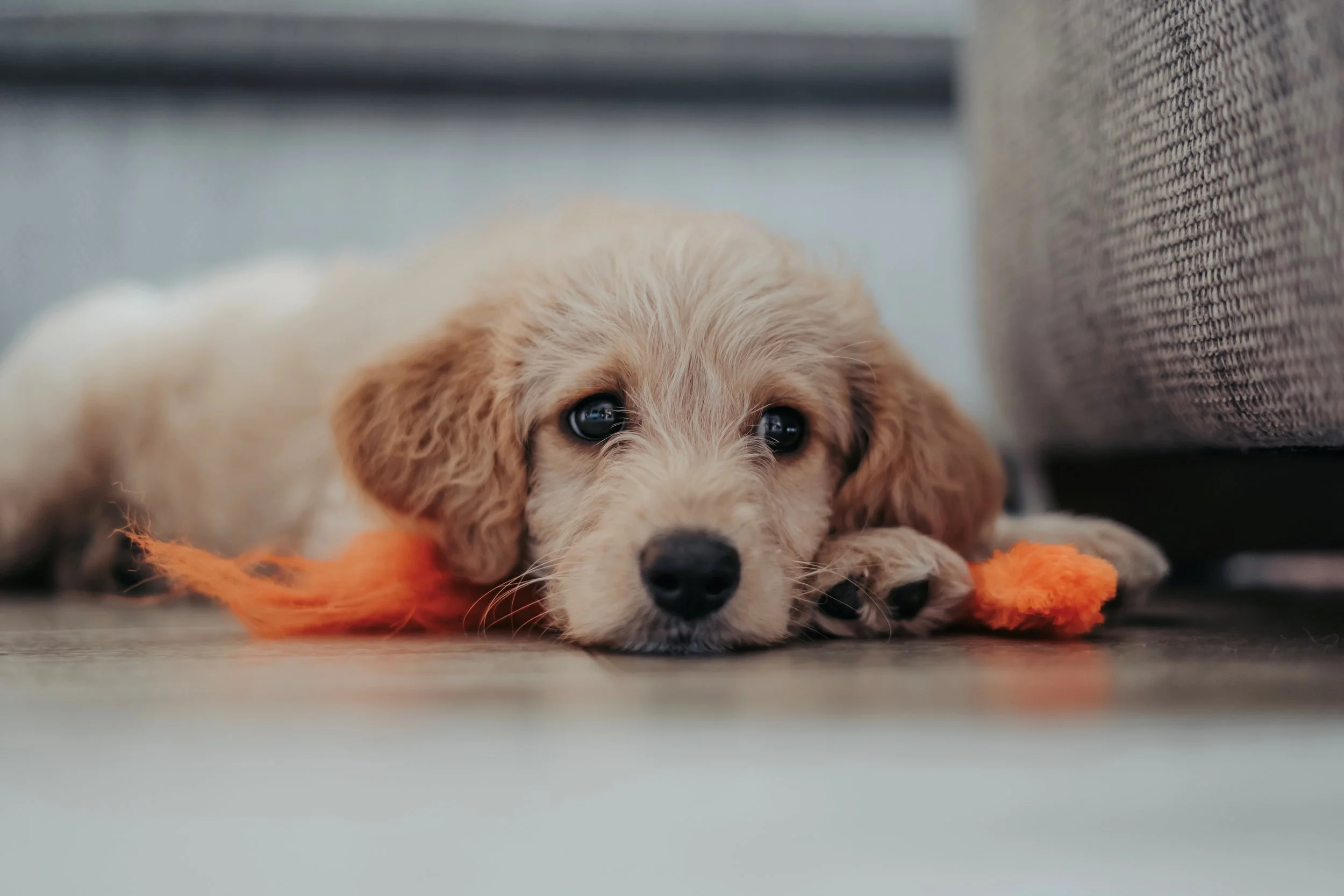 Save a Pet's Life and Calm Your Anxiety During this Stressful Time