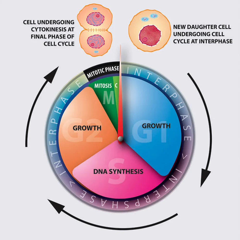 CELL MITOSIS CLOCK 1000px.jpg