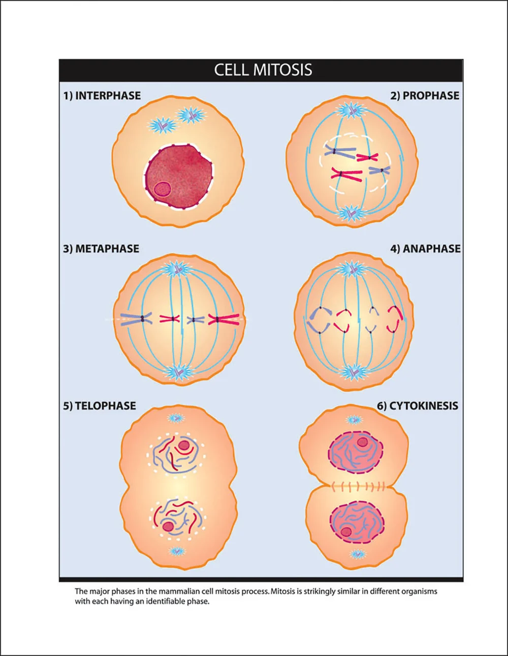 MITOSIS - FINAL100 1000P.jpg
