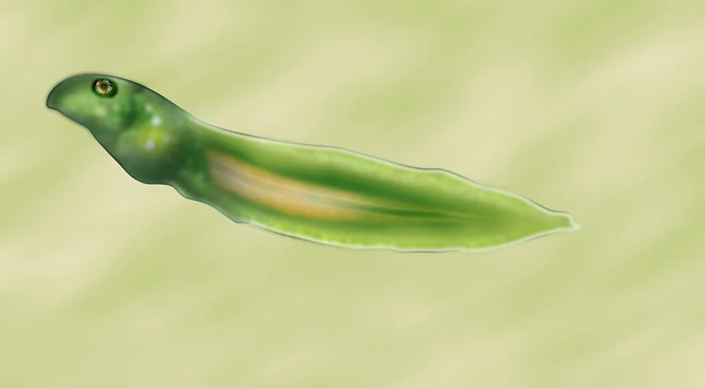 tadpole reference 1000p.jpg