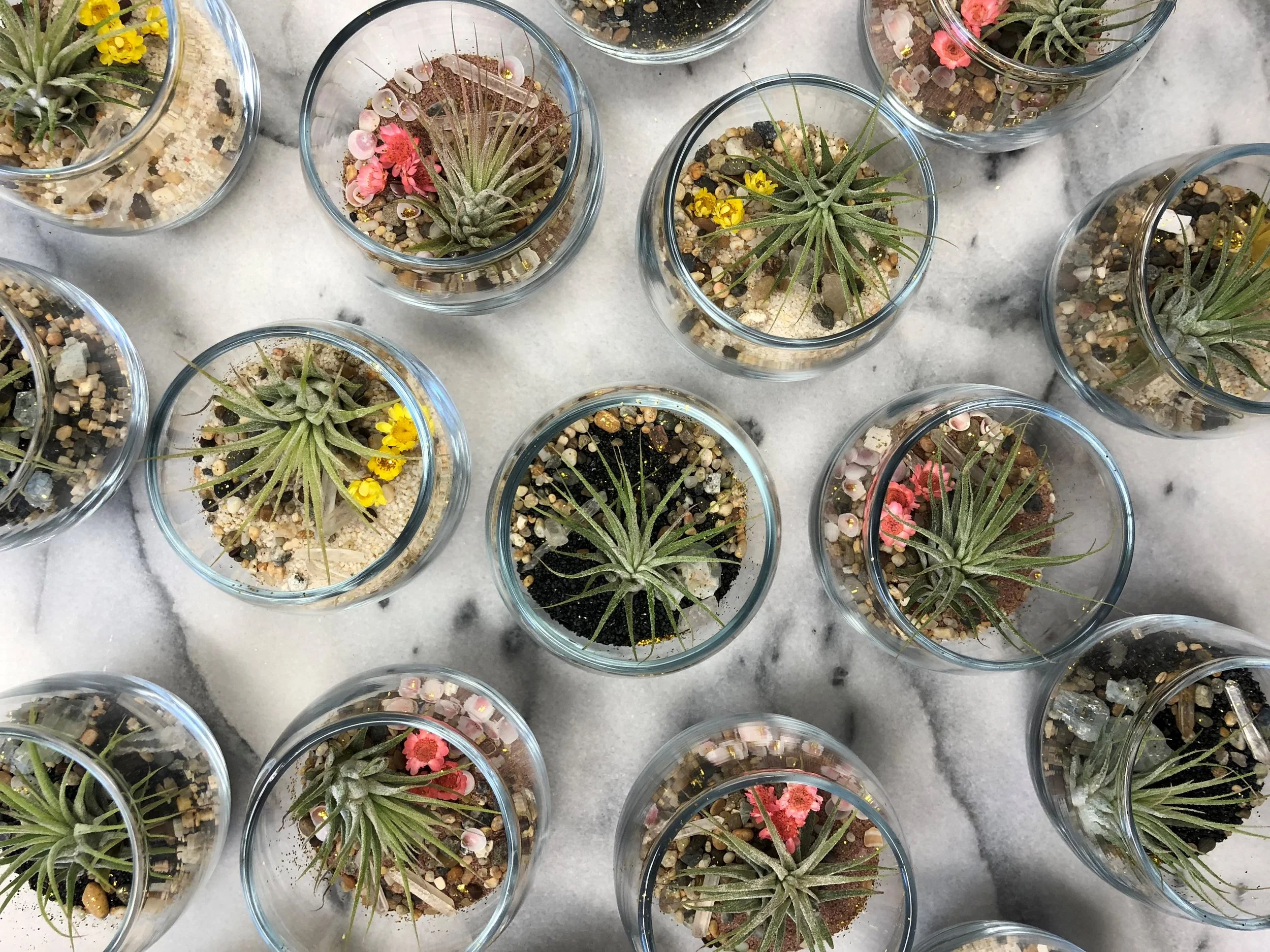 terrariums 2.jpg