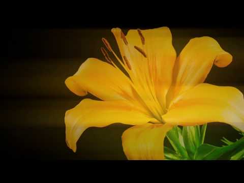 Salome - Dance of The Seven Veils Video Sample