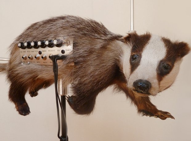 badgermin-1383664240-view-0.jpg