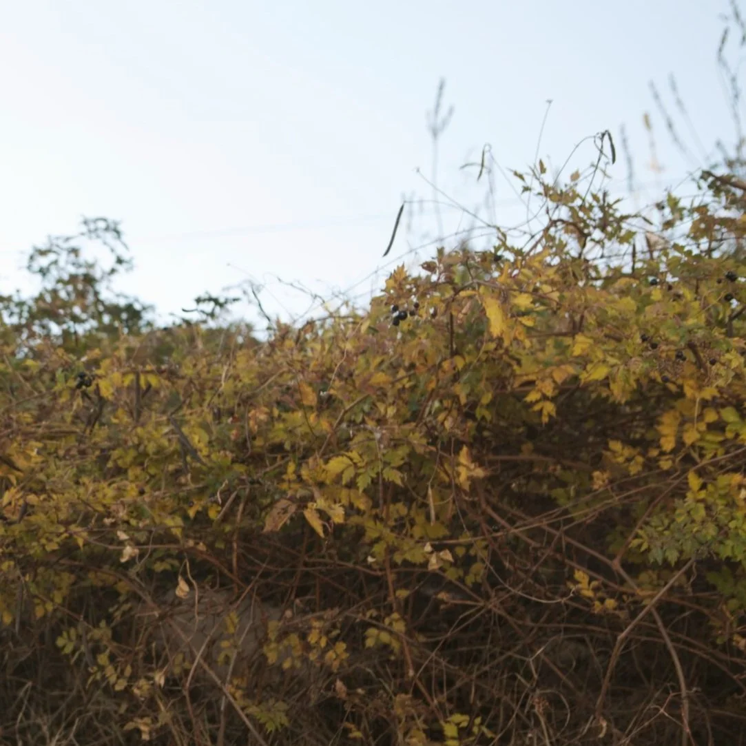 REMOVING SHAME AND SHEDDING LIMITING BELIEFS:  How Core Wounds Can Unlock Healing 127