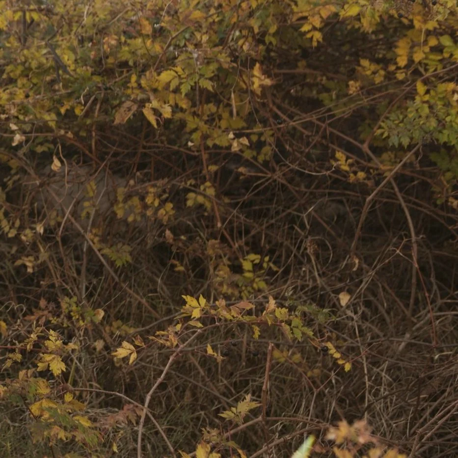 REMOVING SHAME AND SHEDDING LIMITING BELIEFS:  How Eliminating “Should” from Your Vocabulary Removes Shame from Your Life 129