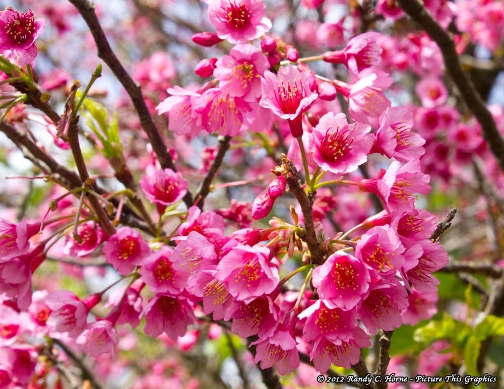 32nd Waimea Cherry Blossom Heritage Festival 