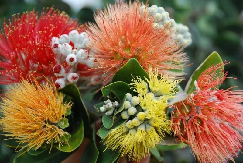 Lehua_Multi-Colored.jpg