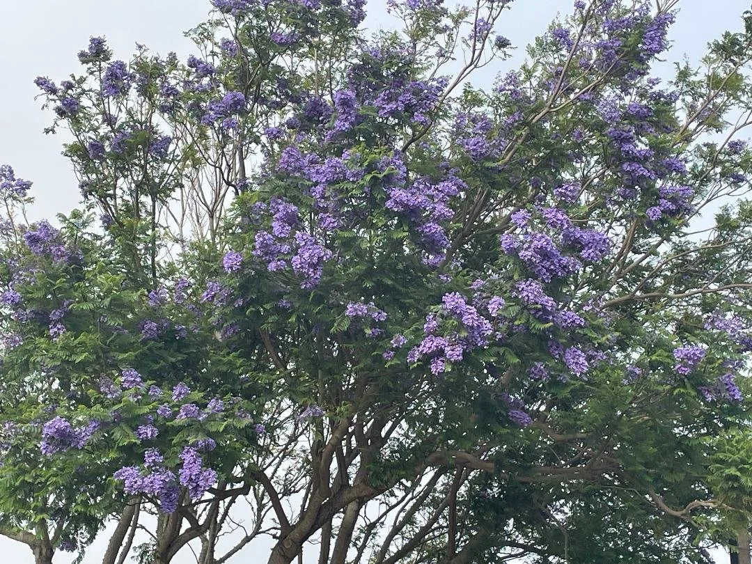 Jacaranda In Bloom 2025.jpg