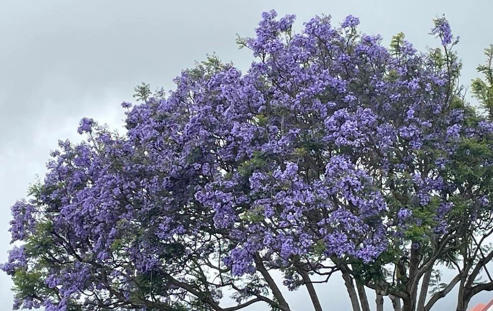 Jacaranda In Bloom 5-2026.jpg