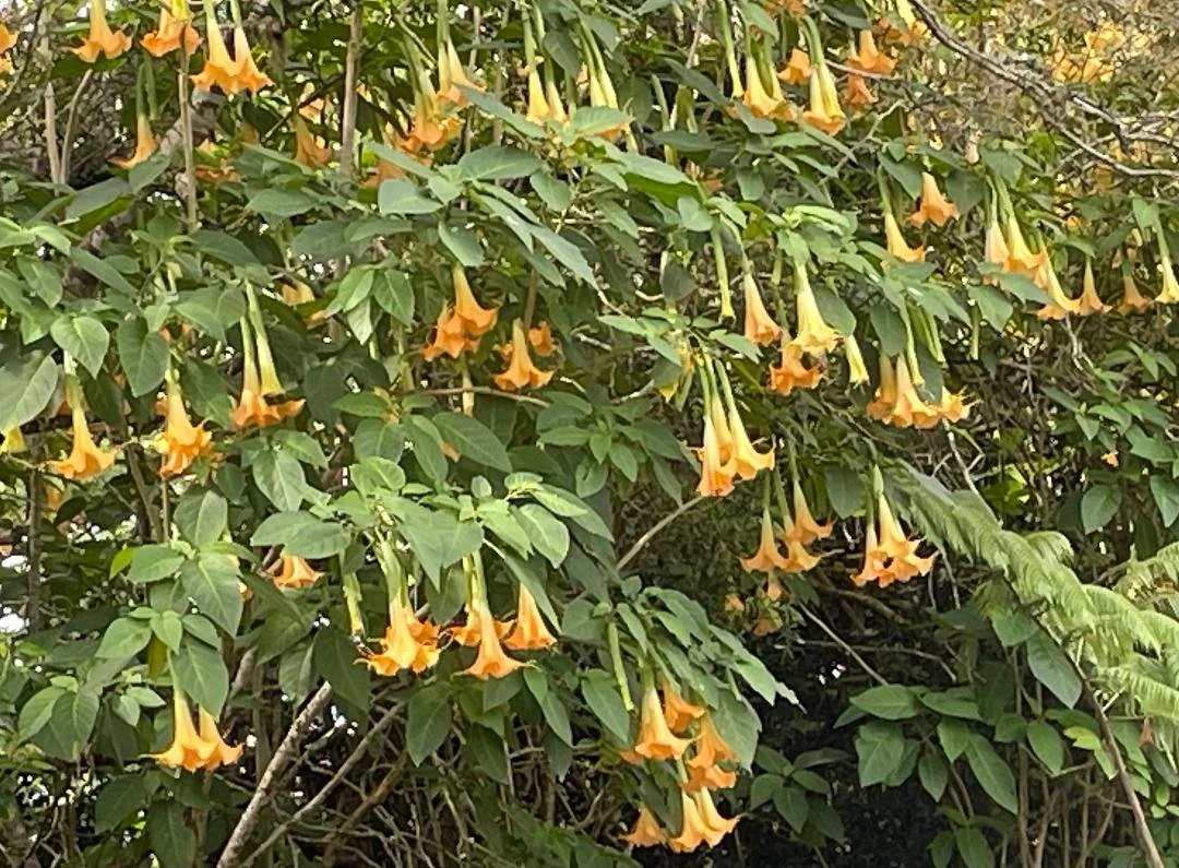 Belladonna in Bloom 2025.jpg