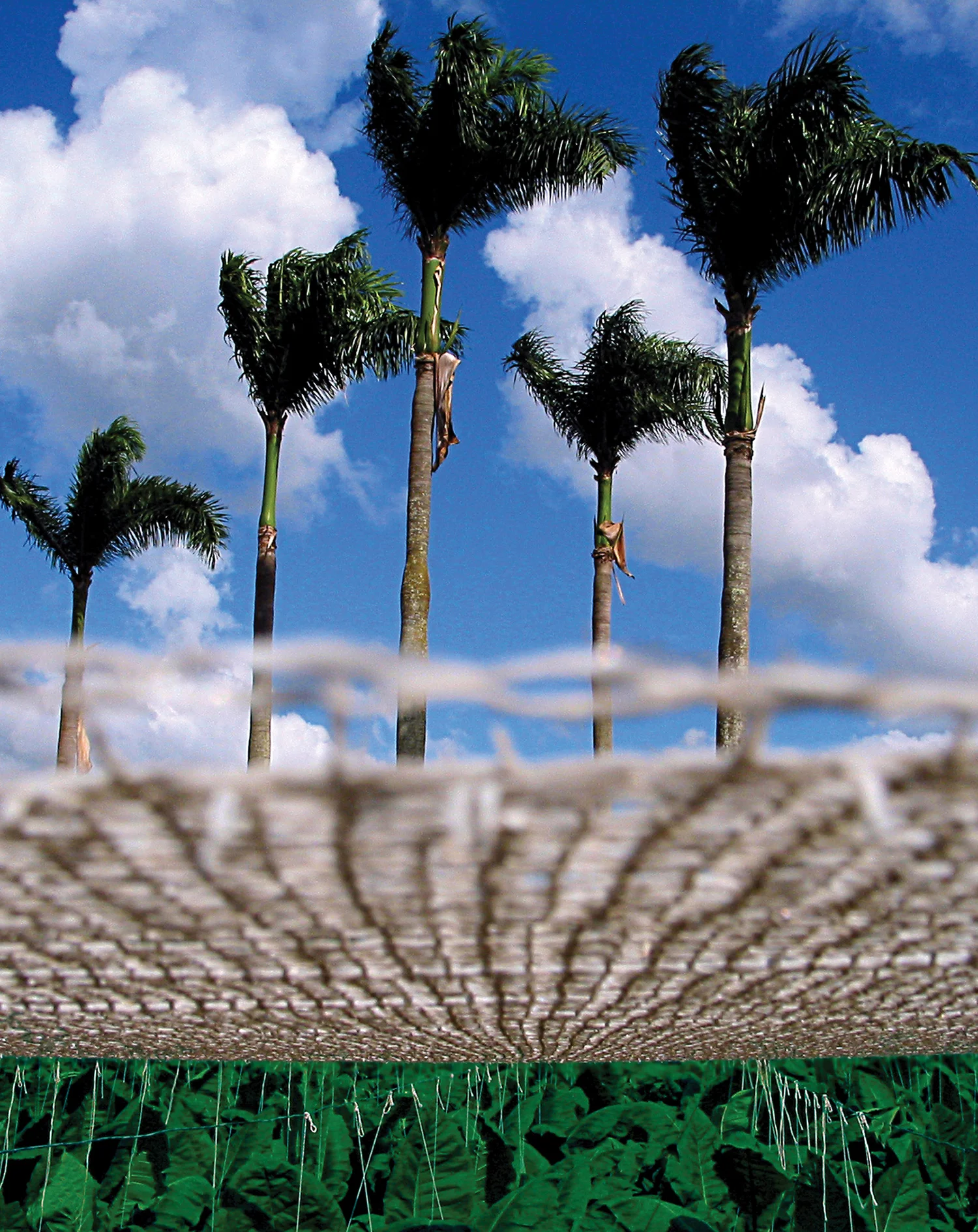 palm-tree.jpg