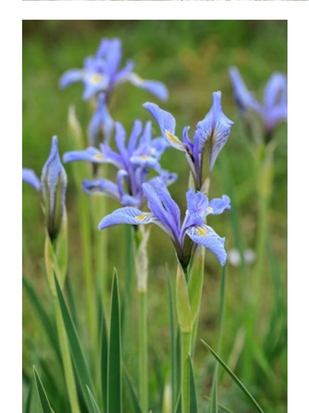 April Senior Spot Calendar