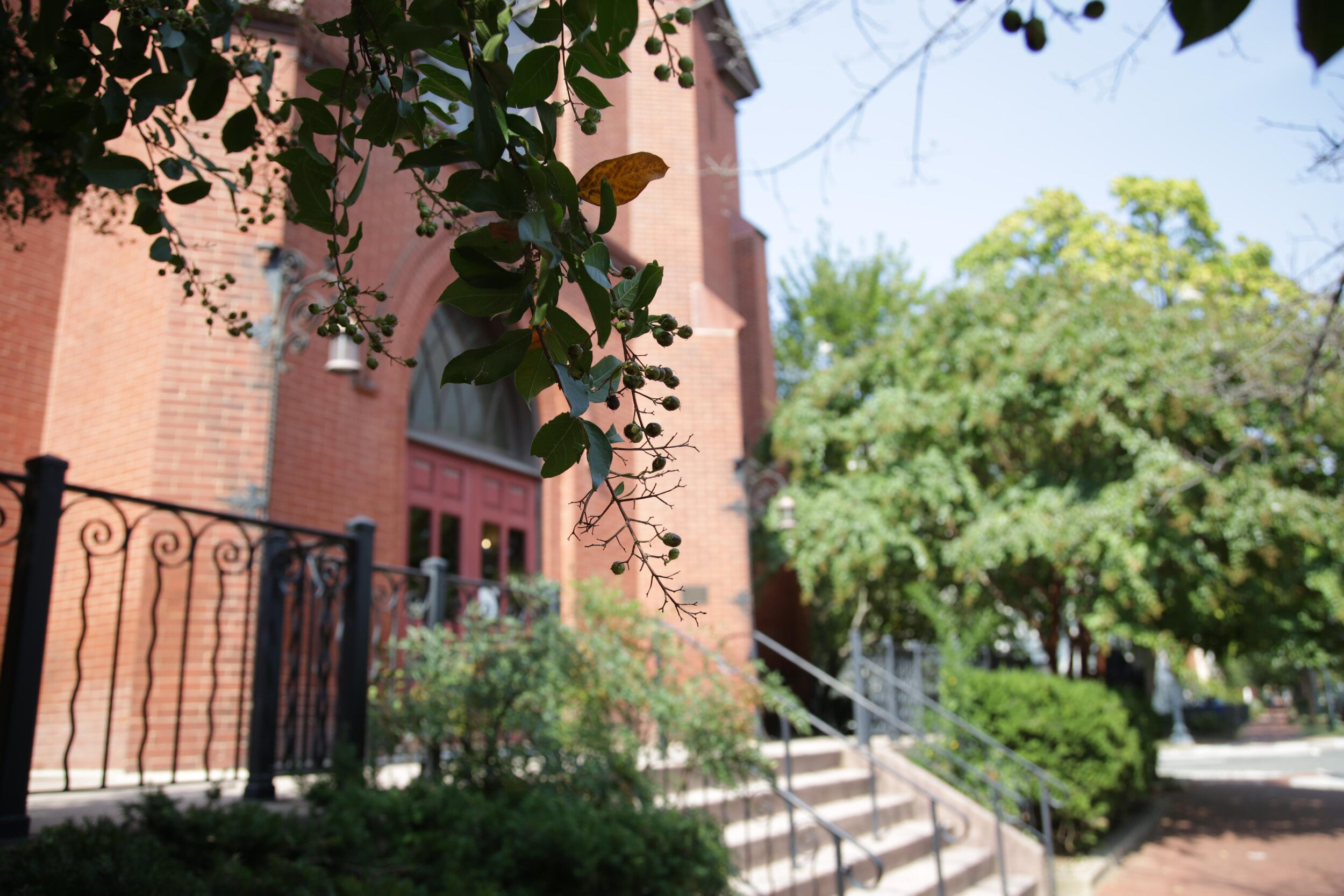 Close-up of green leaves and small berries hanging in front of a brick building with pink door and stairs, surrounded by trees and greenery.