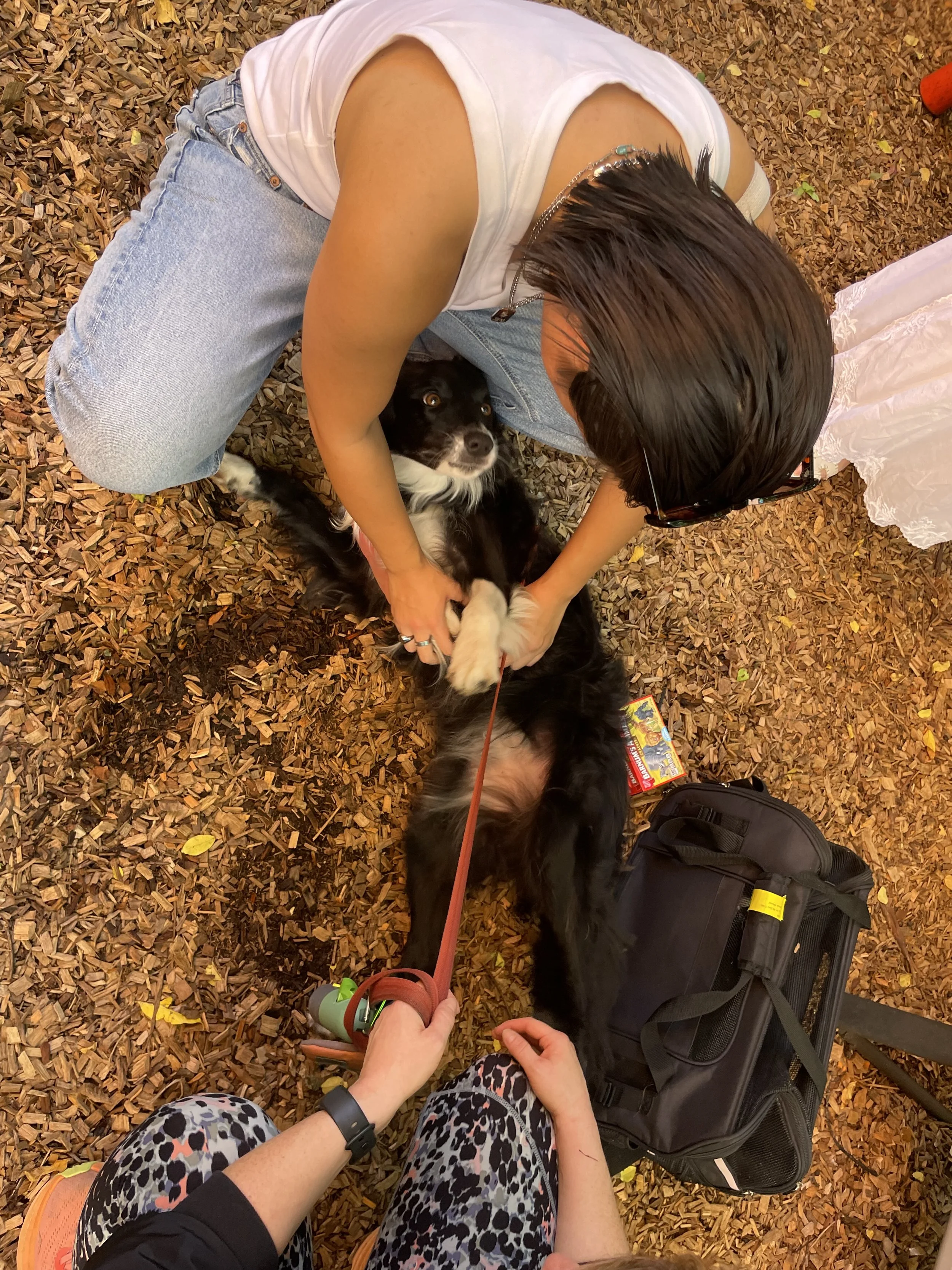 Fellowship: Blessing of the Animals