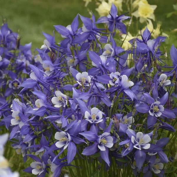Aquilegia caerulea KIRIGAMI bluewhite.jpeg
