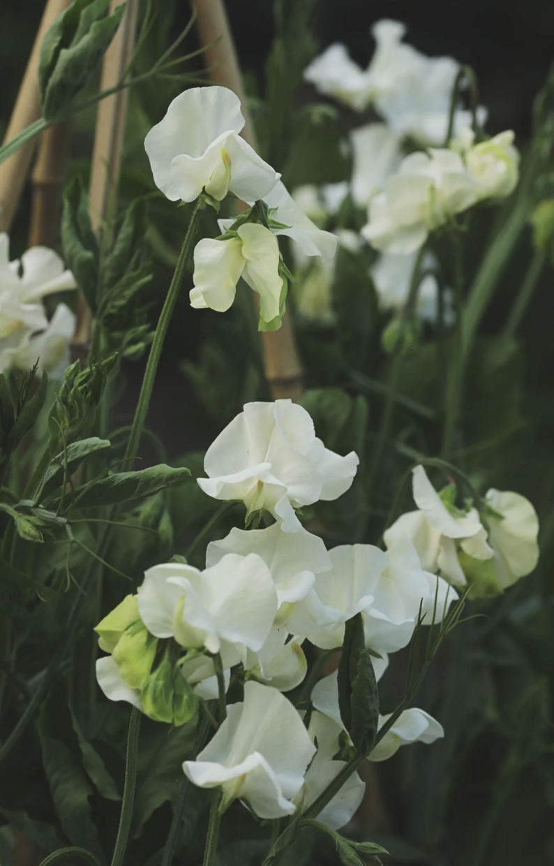Sweet Pea 'Jilly'