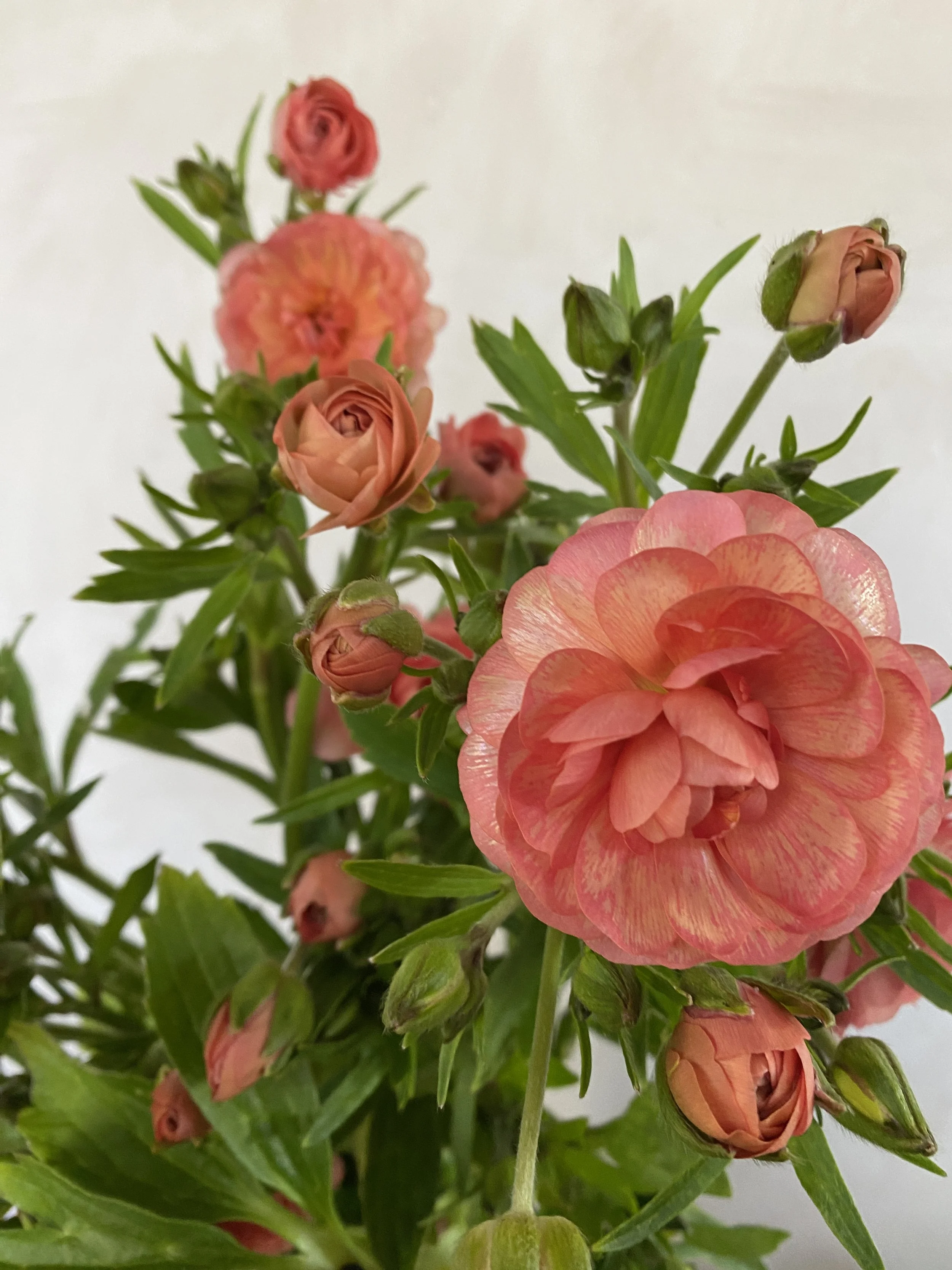 Butterfly Ranunculus - Eris $22