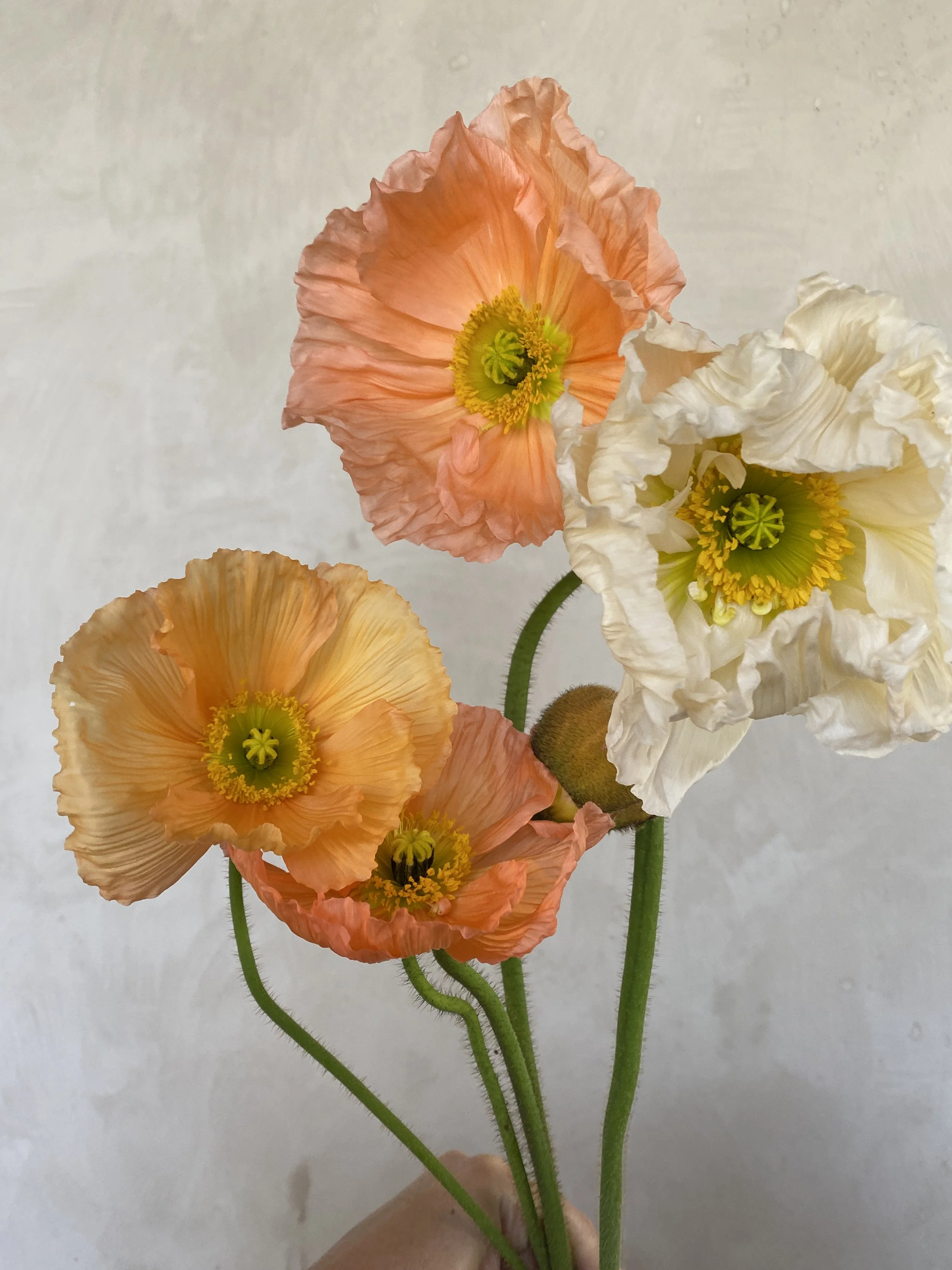 Iceland Poppy PeachColibri Hummingbird $18