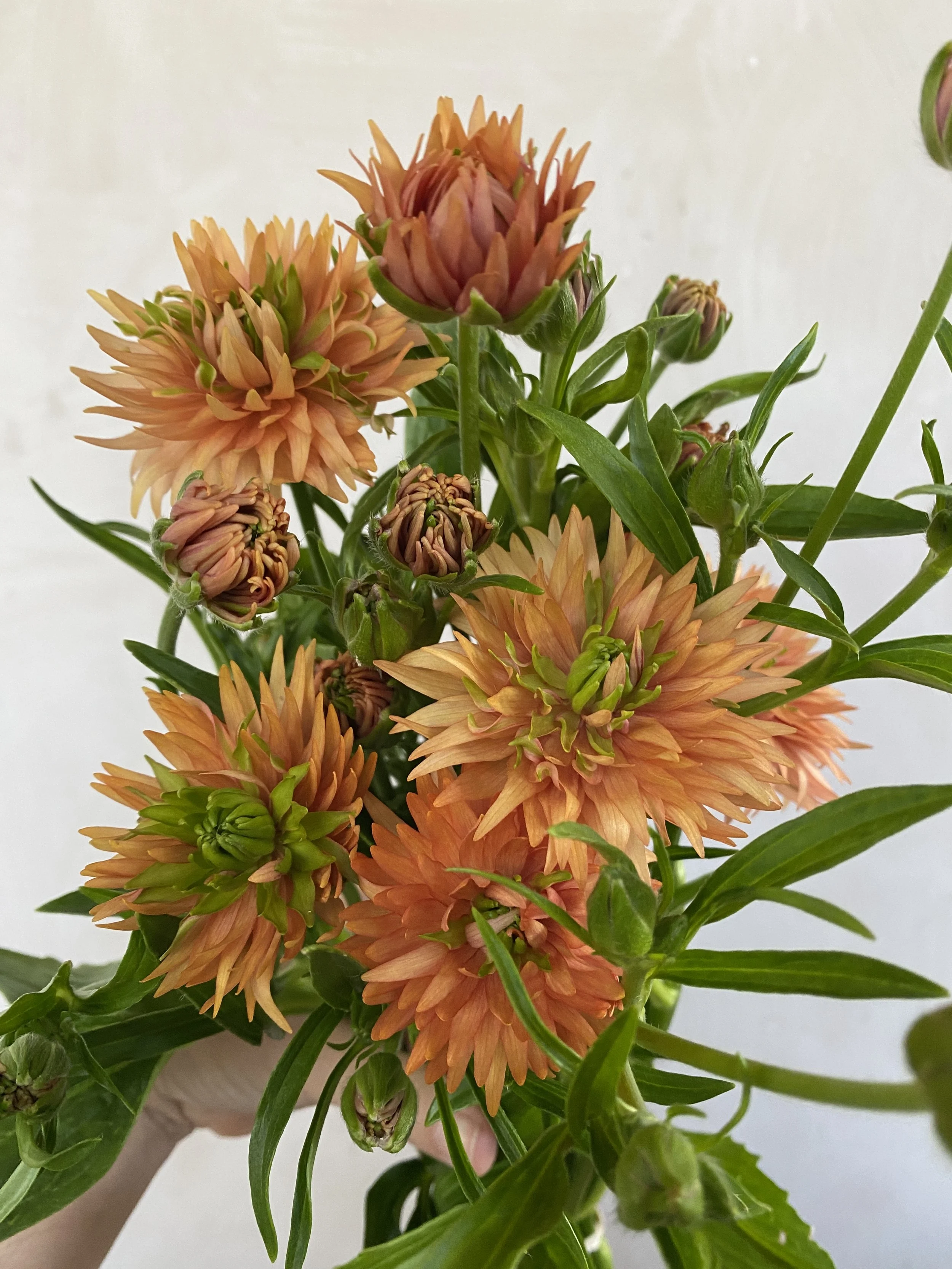 Moderna Ranunculus - Orange $11 for 5 stems